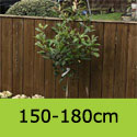 Photinia Red Robin Evergreen